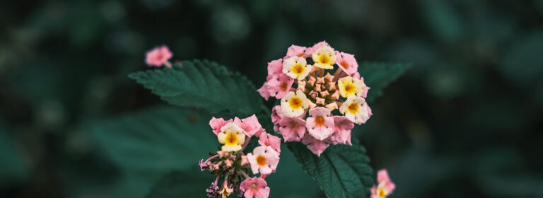 Love is the flower you’ve got to let grow