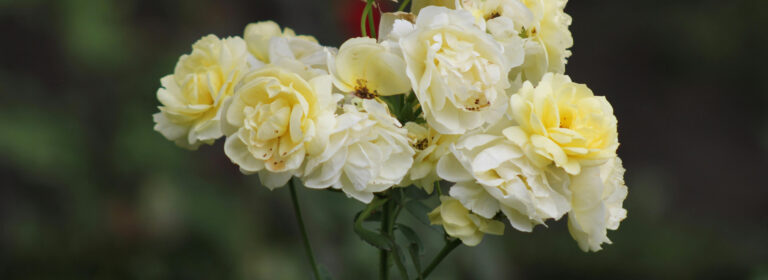 Life is the flower for which love is the honey